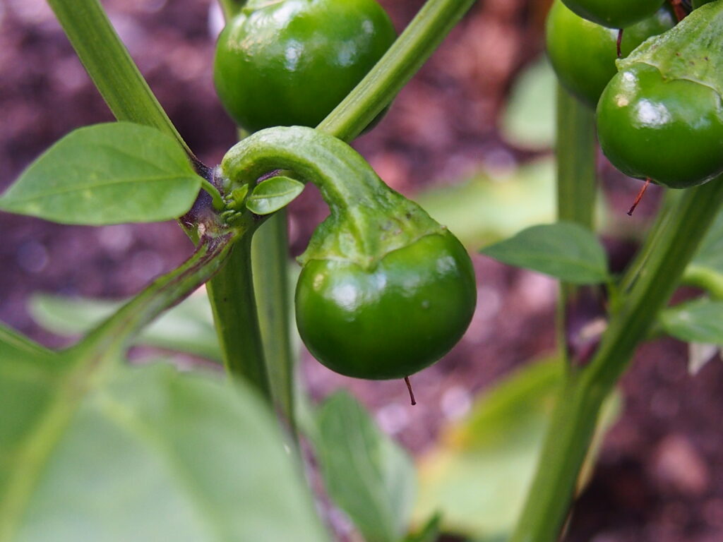 Balanced Nutrition Guide